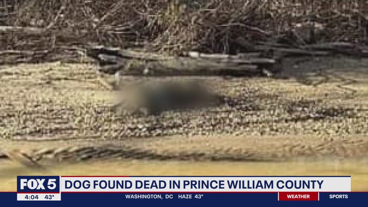 Dead dog found near Potomac River sparks concerns of potential dog fighting in Prince William County